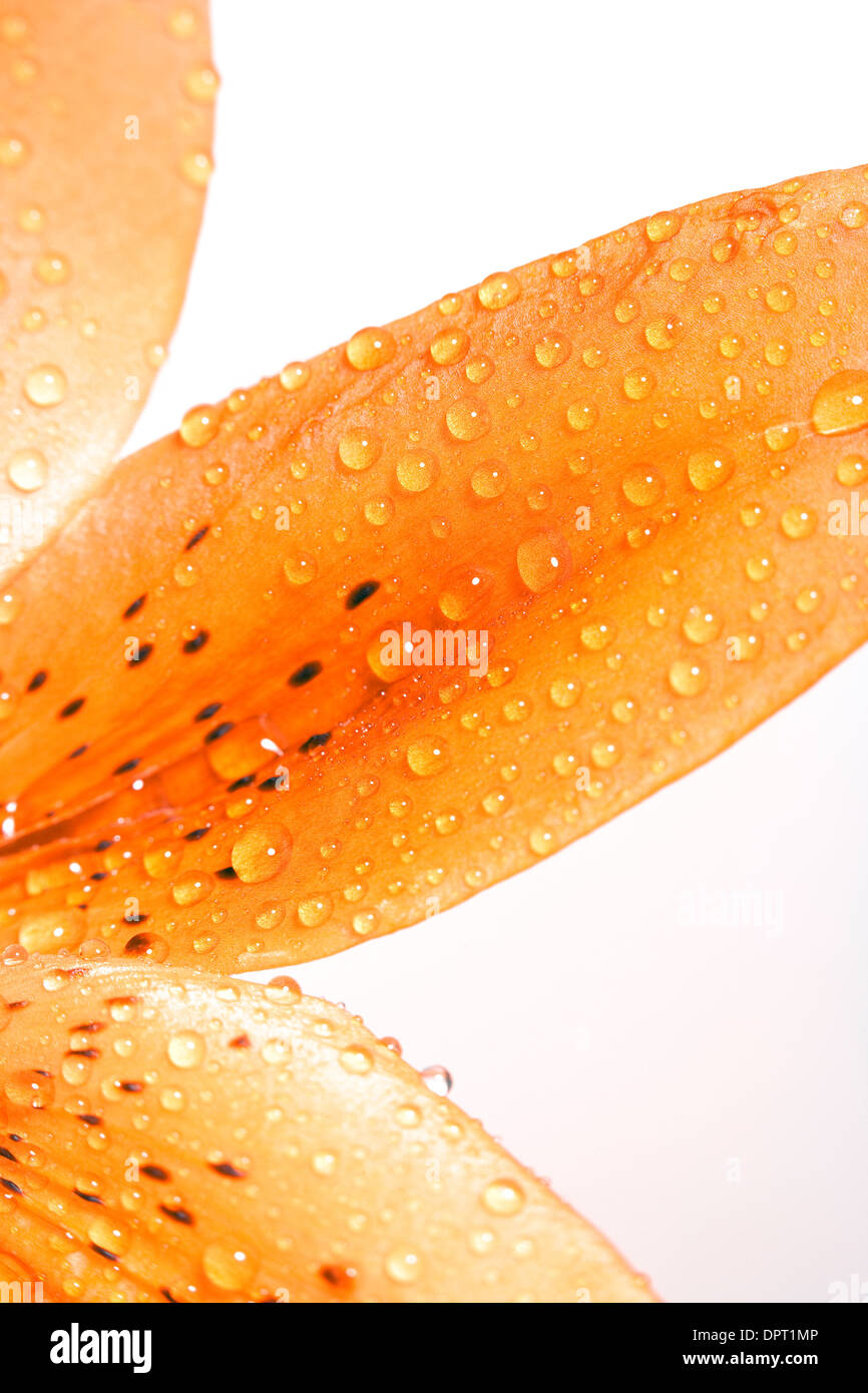 Closeup of Lily Leaf with Water Drops Stock Photo