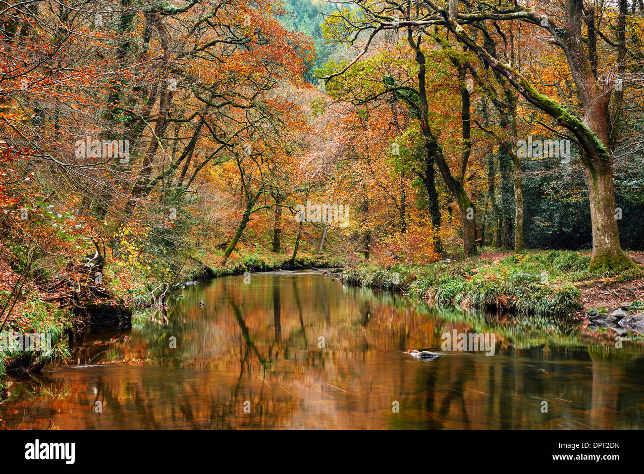 Autumn woodland along the banks of the River Teign close to Fingle Bridge, Drewsteignston, Dartmoor National Park Stock Photo