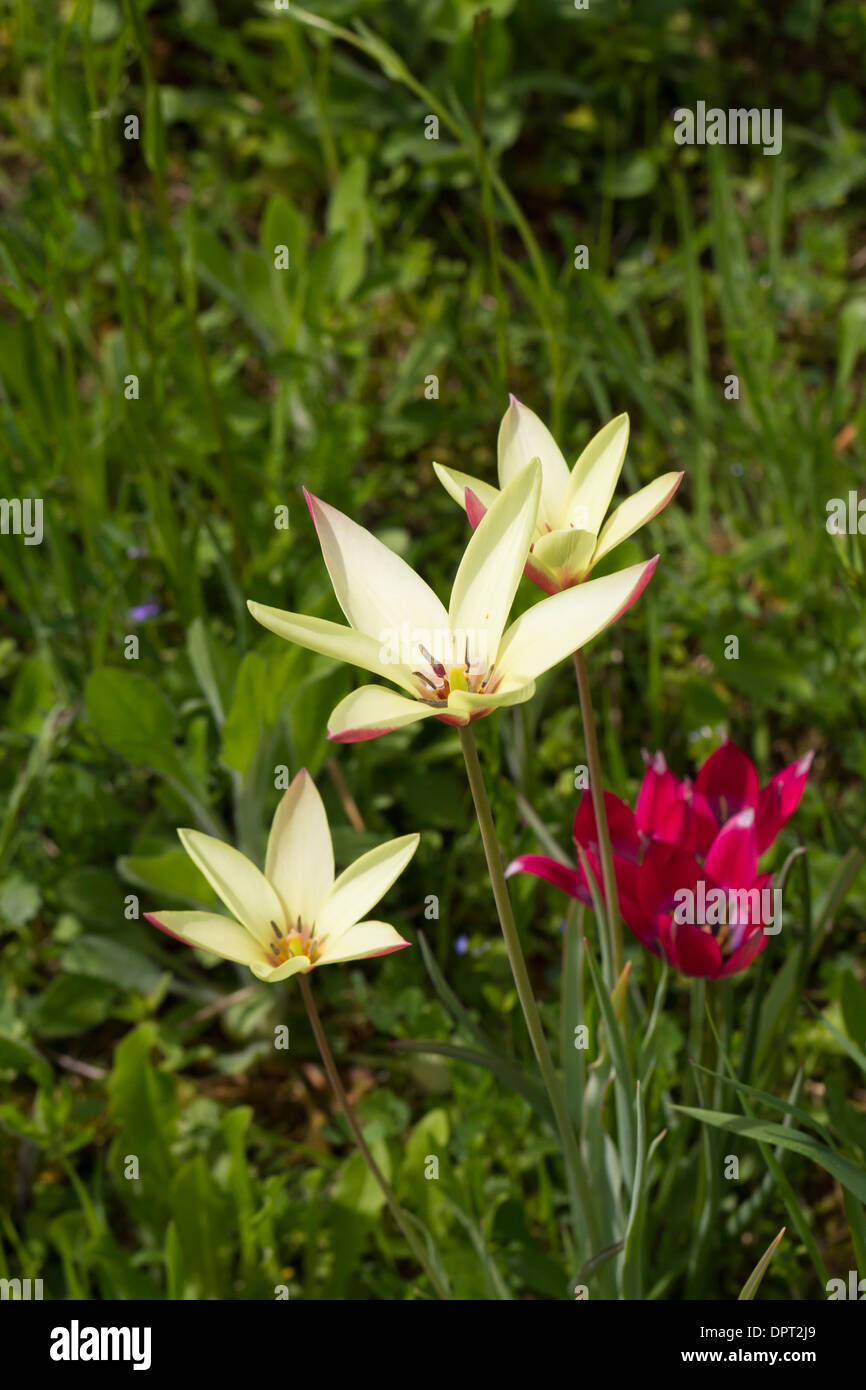 Tulipa sylvestris Wilde Tulpe flower Stock Photo