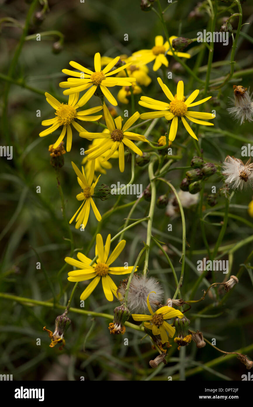 Narrow leaved ragwort hi-res stock photography and images - Alamy