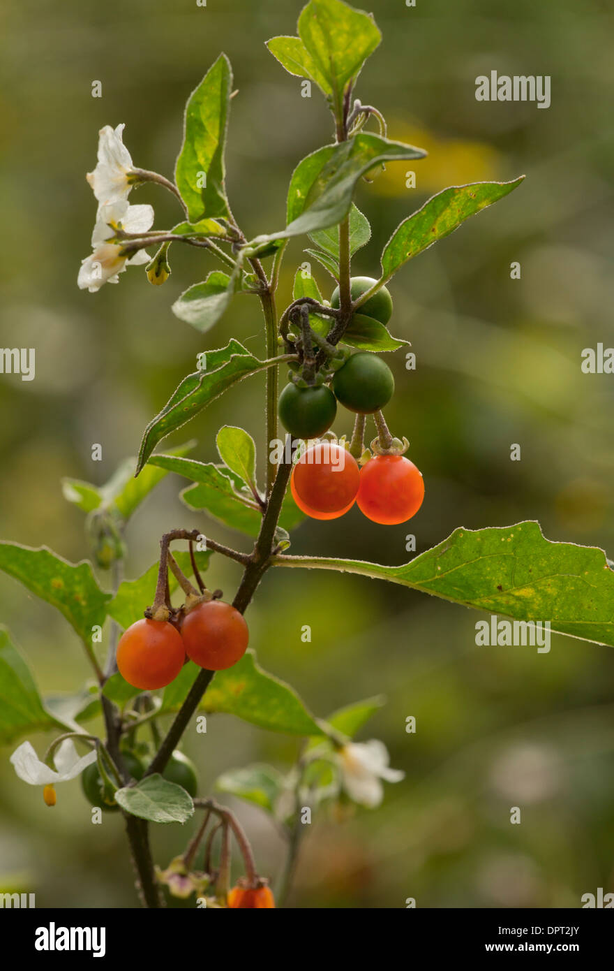 Hairy Nightshade Solanum villosum, in flower and fruit; annual weed. Stock Photo