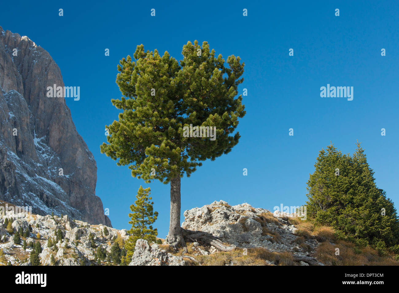 Swiss pine, Swiss stone pine, Arolla pine, Pinus cembra, Dolomites, north Italy. Stock Photo