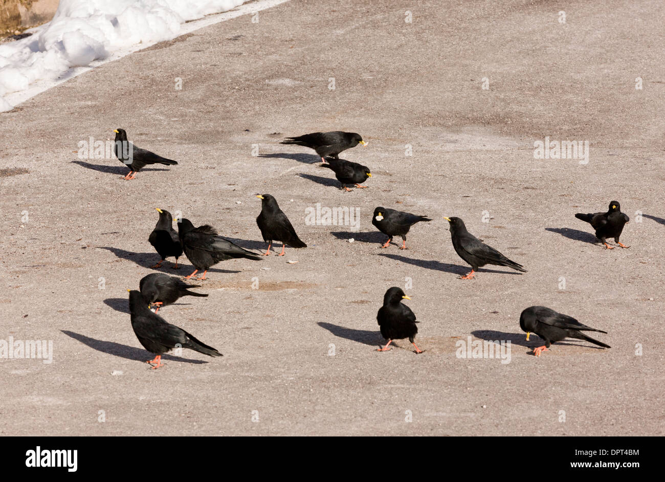 Flock of Alpine choughs, Pyrrhocorax graculus feeding in winter. Dolomites, Italy. Stock Photo