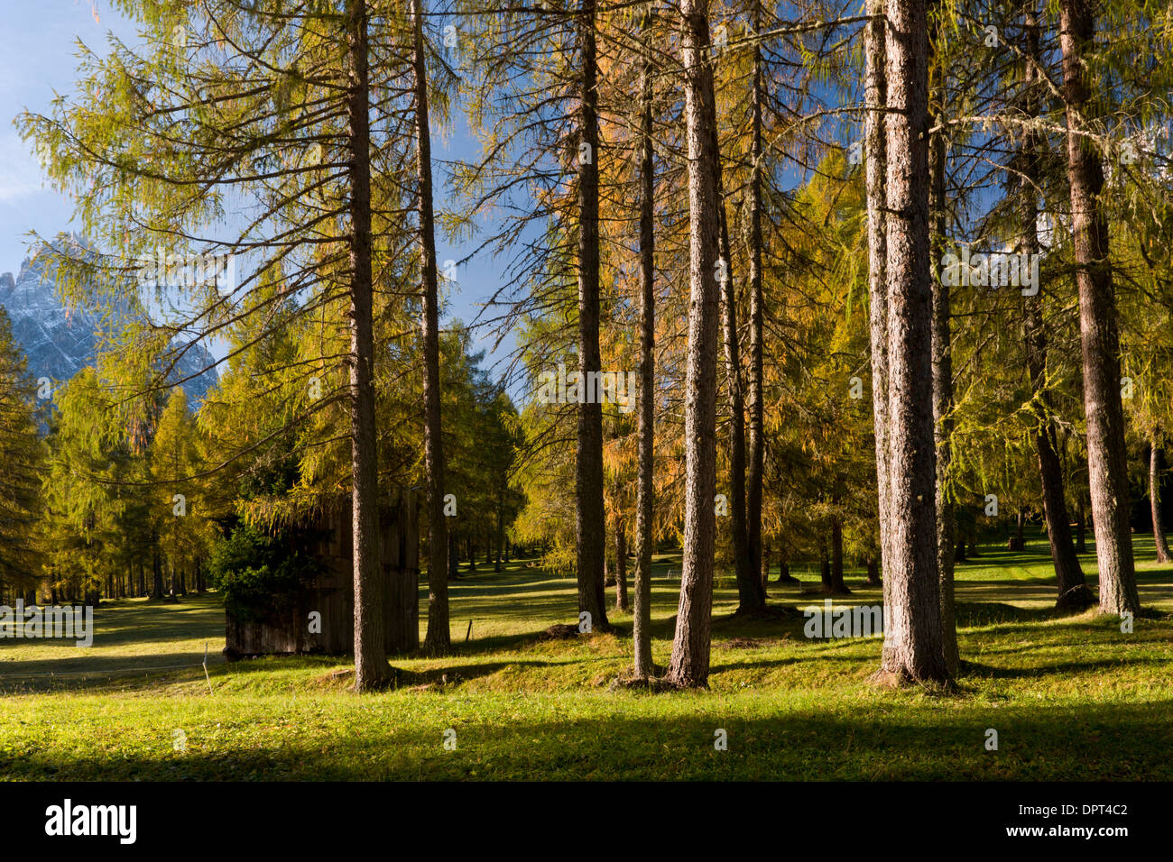 Larch Wood pasture at Campo di Dentro, eastern Dolomites, north Italy. Stock Photo
