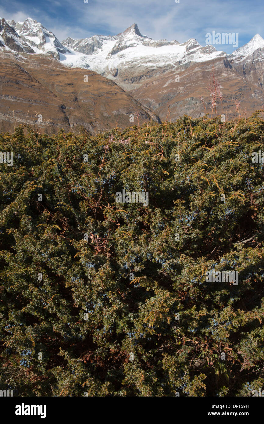 Savin, Juniperus sabina - a prostrate juniper in the Alps, at 2400m, Switzerland. Stock Photo