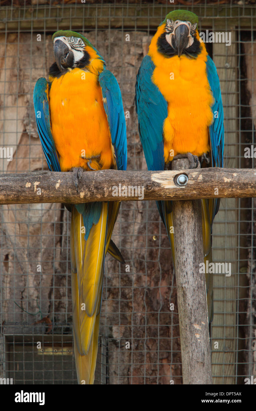 Blue Macaw For Sale - Blue and Gold Macaw For Sale | Hyacinth Macaws ...