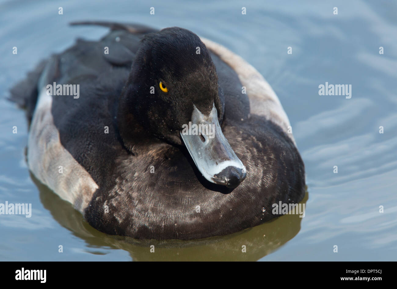 Male Tufted Duck, Aythya fuligula, loafing on water. Autumn Stock Photo
