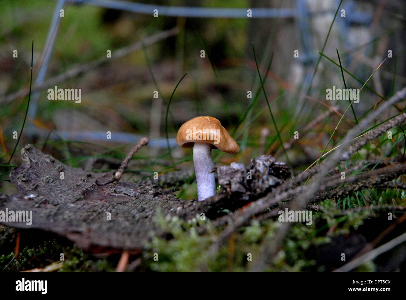 Fungi, Funghi, Toadstools Stock Photo Alamy