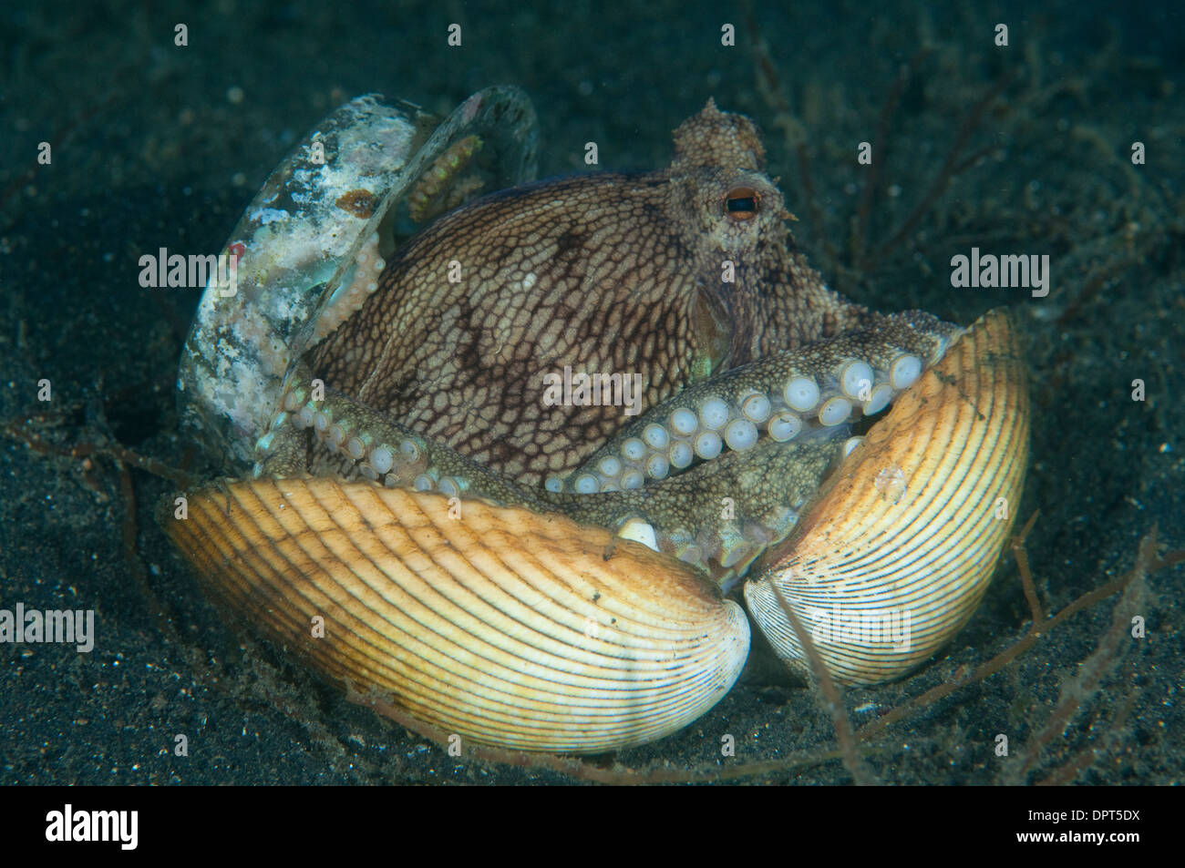 Coconut Octopus, Amphioctopus marginatus, hiding in shell, Lembeh Strait, North Sulewesi, Indonesia. Stock Photo