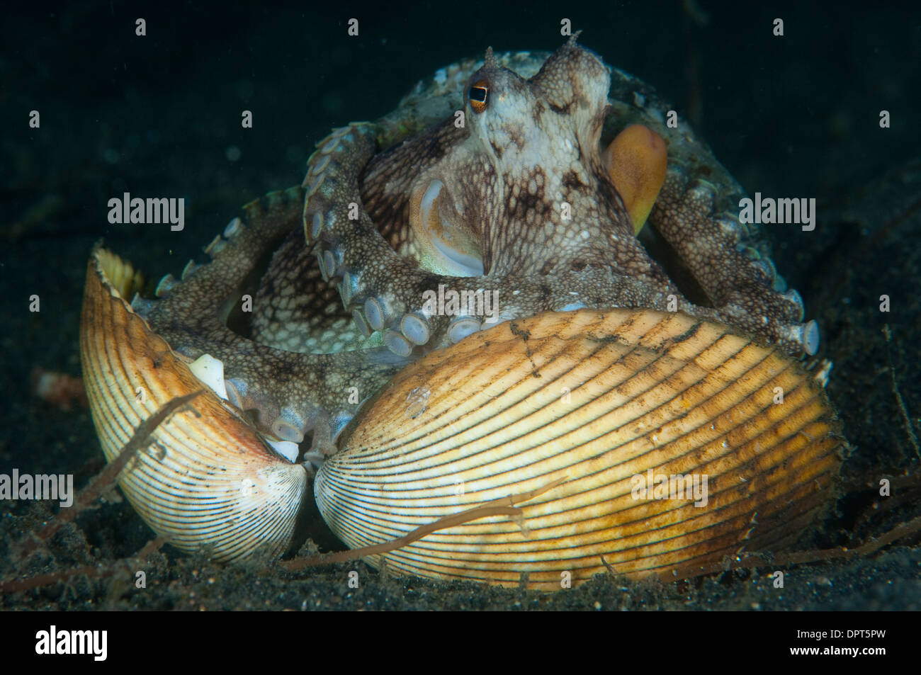 Coconut Octopus, Amphioctopus marginatus, hiding in shell, Lembeh Strait, North Sulewesi, Indonesia. Stock Photo
