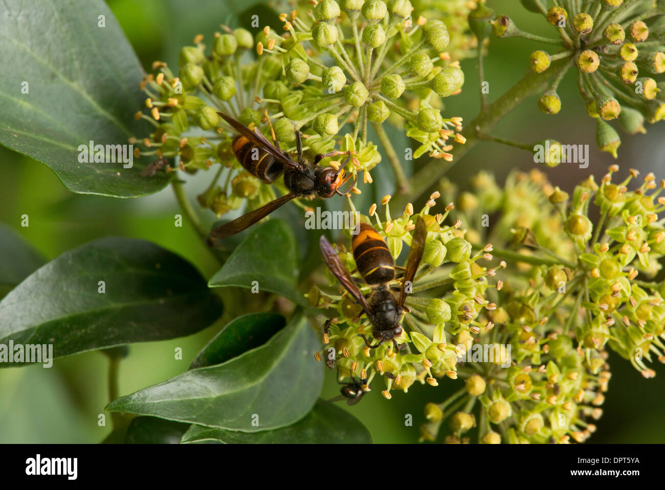 Asian predatory wasp / Asian Hornet, Vespa velutina on ivy flowers in autumn. Stock Photo