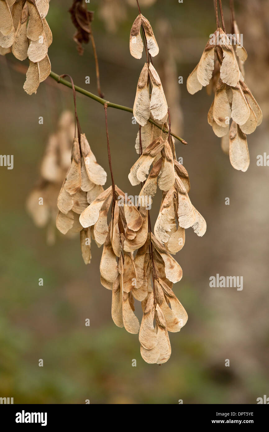 Fruits of Box elder, Acer negundo in autumn Stock Photo - Alamy