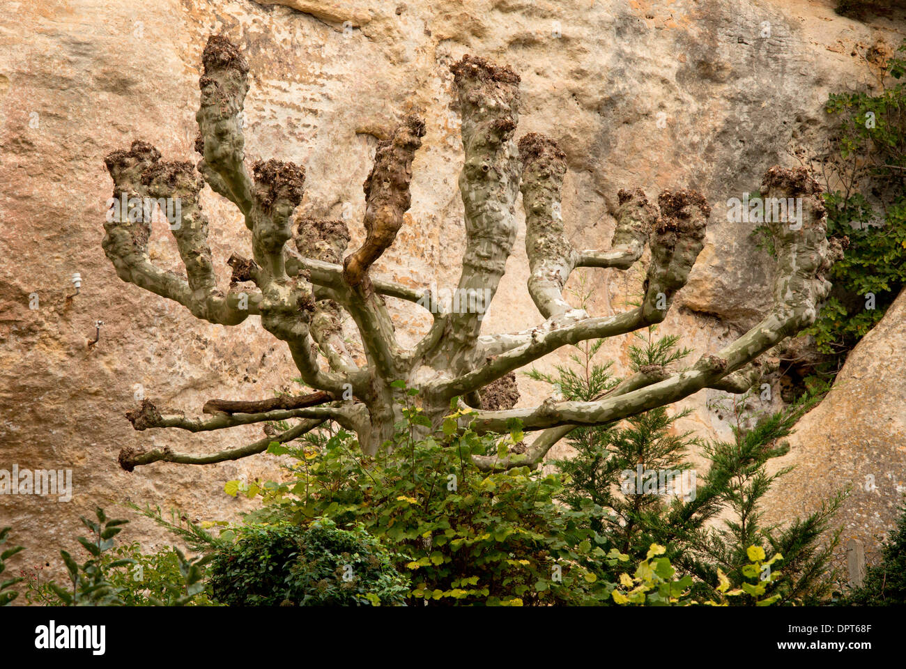 Pollarded old London Plane Tree, Platanus x hispanica, Dordogne, France. Stock Photo