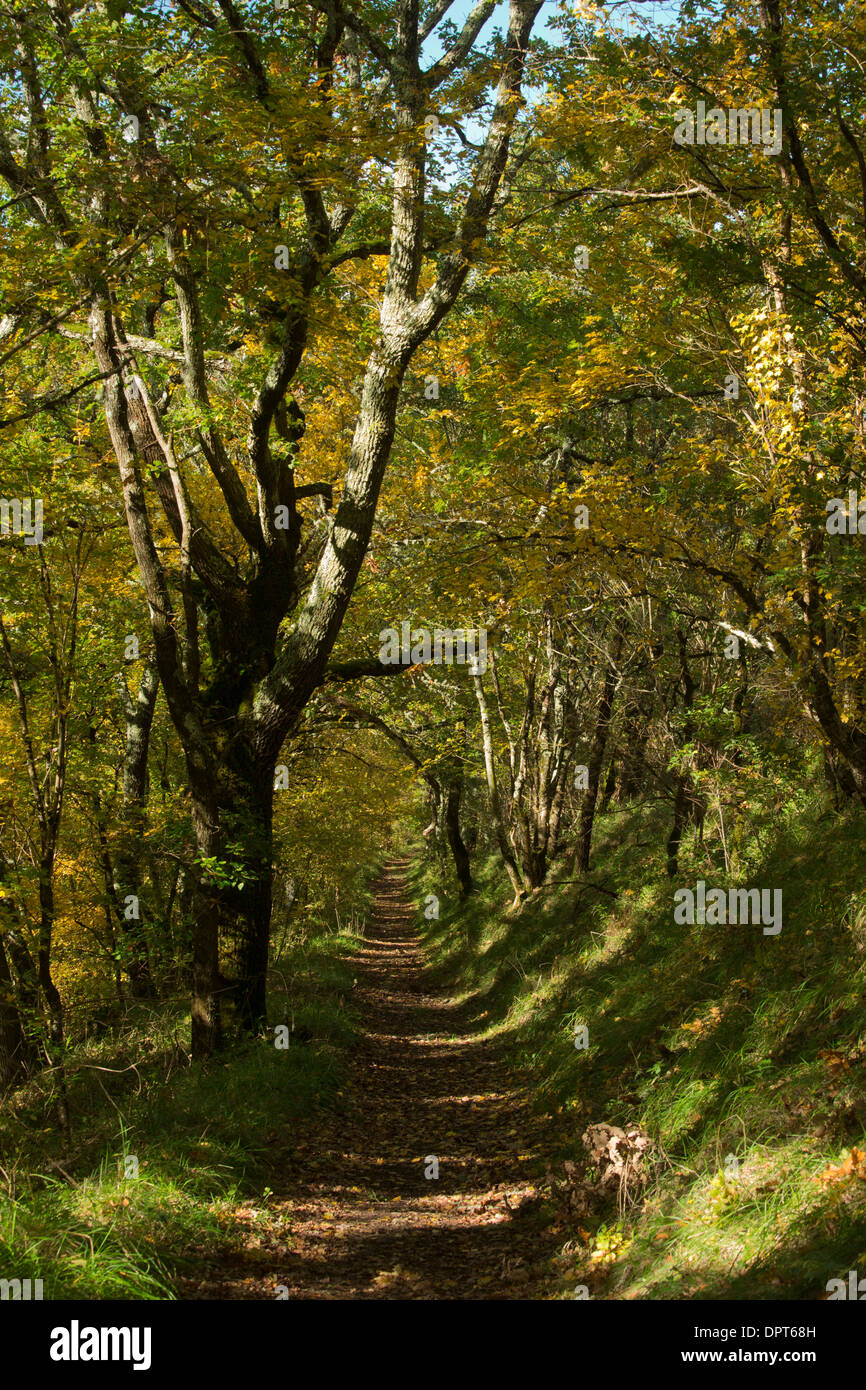 Path through oak woodland, near Saint Cyprien, Dordogne, France Stock