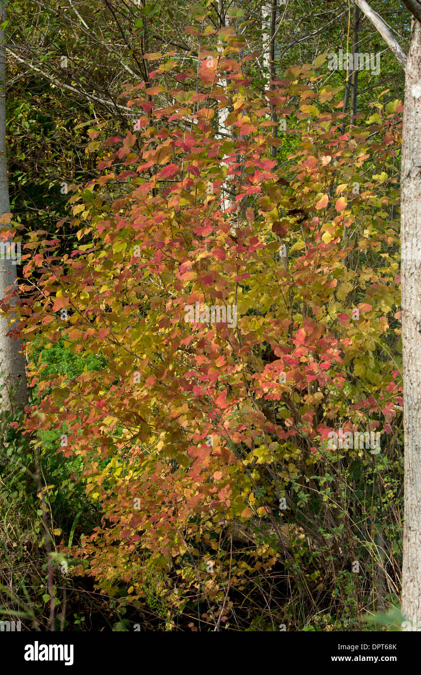 Guelder Rose, Viburnum opulus with autumn colours, november. Stock Photo