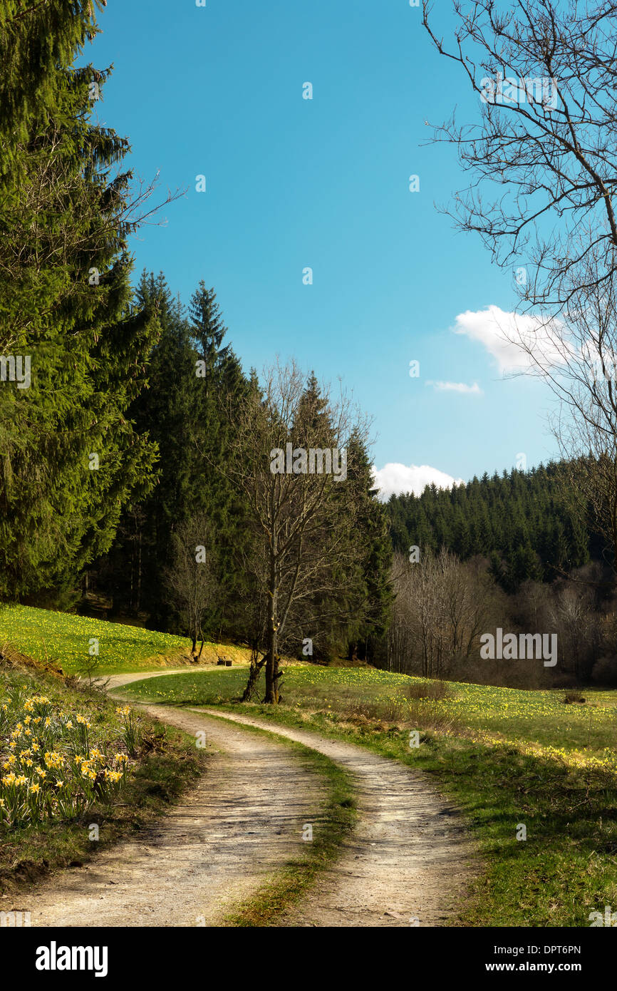 Daffodils blooming wild in the woods on the German Belgian border in