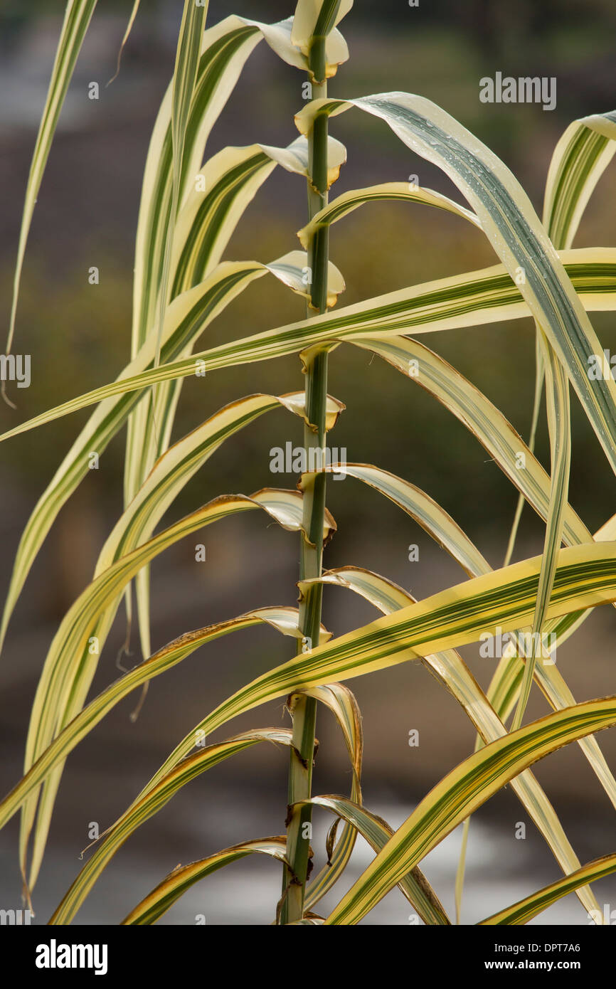 Variegated Giant Reed Grass Arundo Donax Variegata Stock Photo Alamy