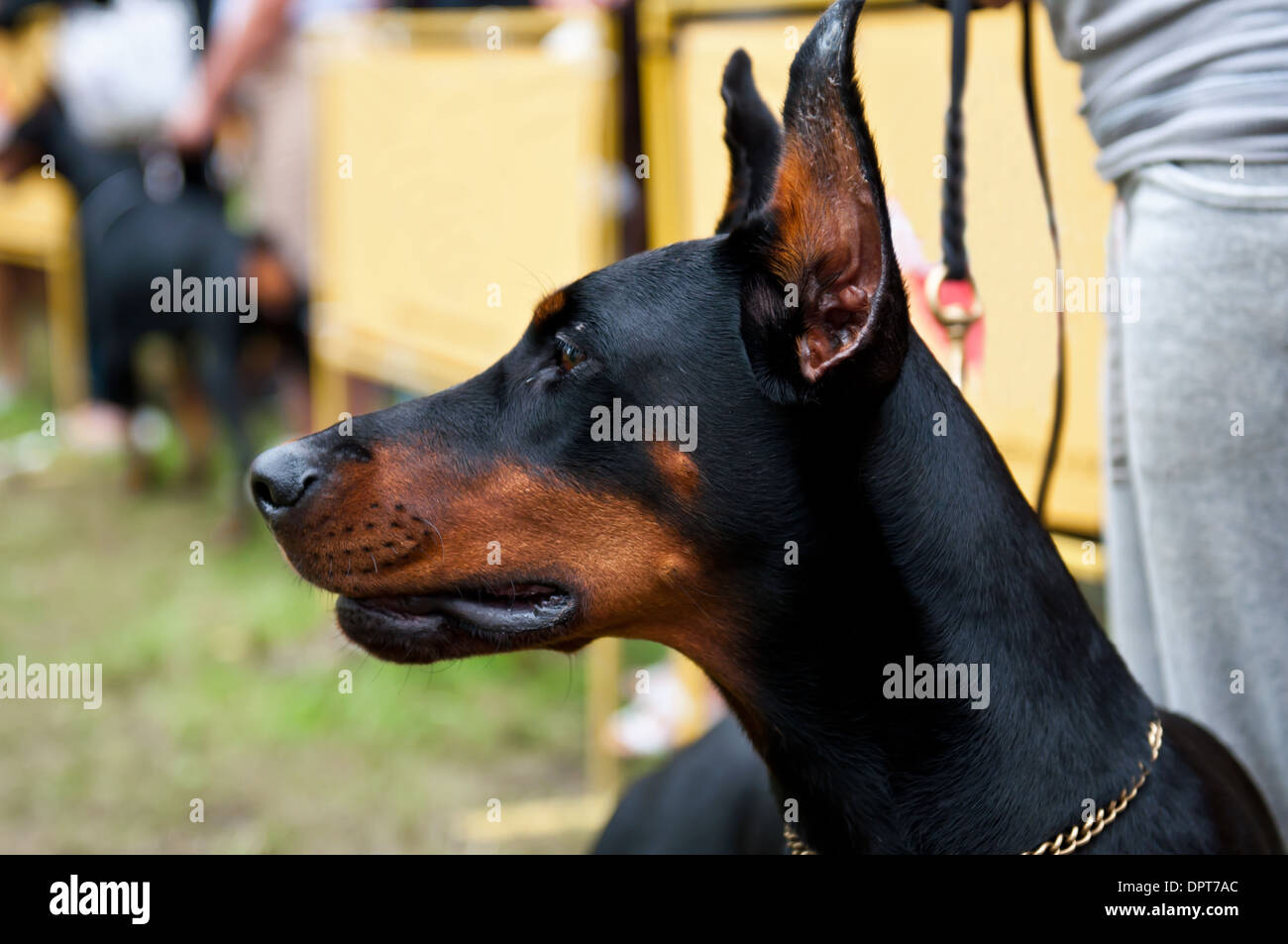 The Doberman Pinscher is a breed of domestic dog originally developed around 1890 by Karl Friedrich Louis Dobermann. Stock Photo