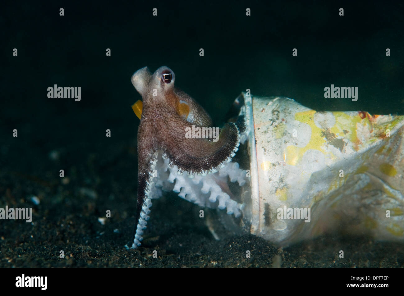 Coconut Octopus, Amphioctopus marginatus, hiding in coke can, Lembeh Strait, North Sulewesi, Indonesia. Stock Photo