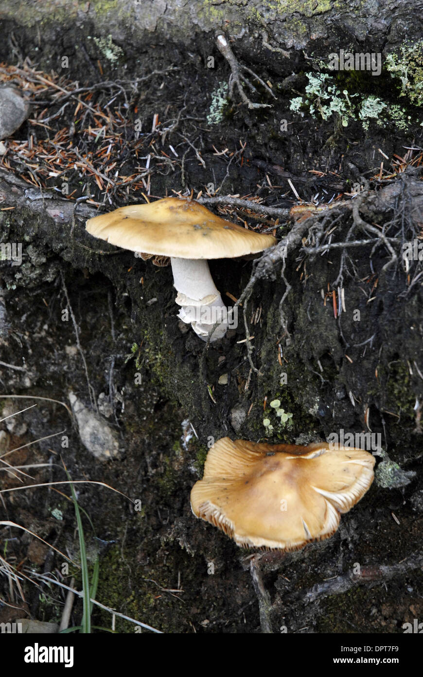 Fungi, Funghi, Toadstools Stock Photo Alamy