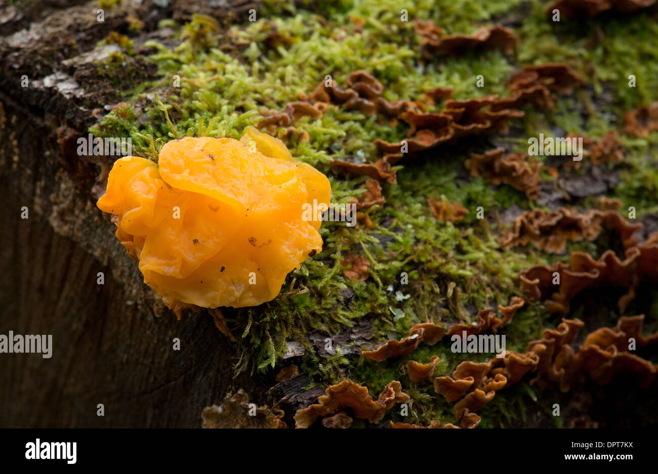 Golden ear Tremella aurantia, parasitic on Hairy Curtain Crust, Stereum hirsutum (also visible in picture). Stock Photo