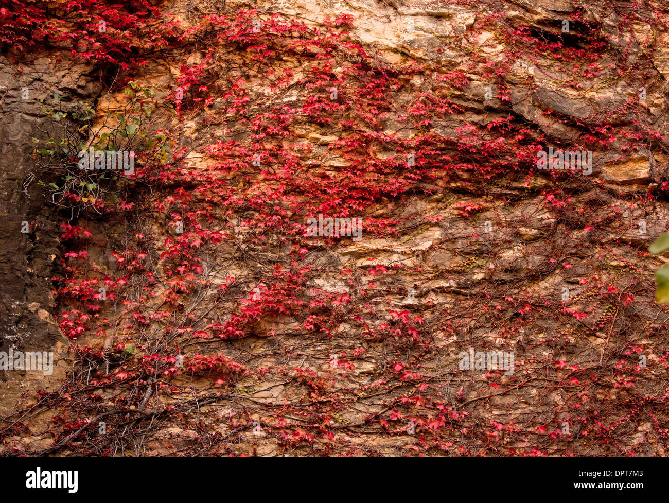 Old wall of chateau covered with Virginia Creeper in autumn, in La Roque-Gageac, Dordogne, France Stock Photo