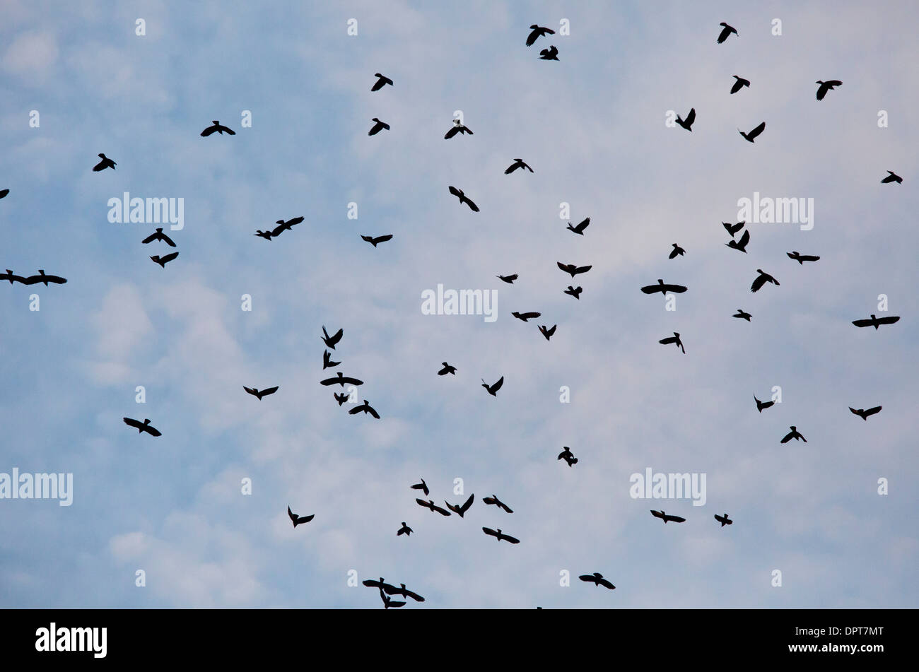 flock-of-western-jackdaws-corvus-monedula-going-to-roost-in-the