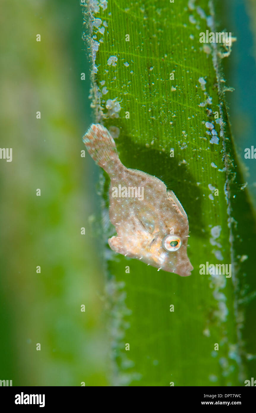Juvenile Filefish, hiding in seagrass, Lembeh Strait, North Sulewesi, Indonesia. Stock Photo