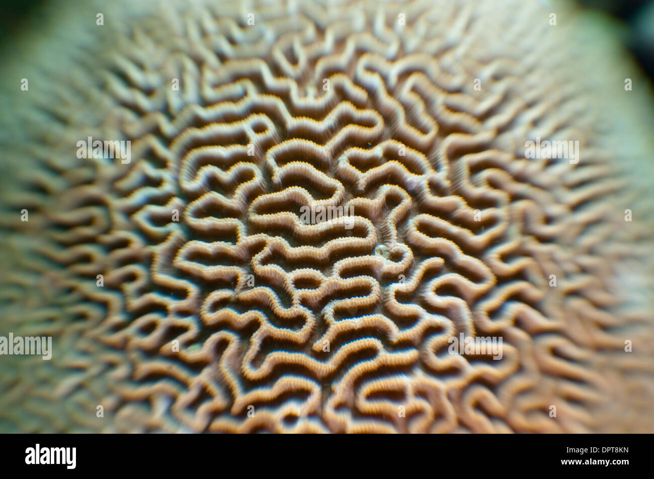 Detail of hard coral, Lembeh Strait, North Sulewesi, Indonesia. Stock Photo