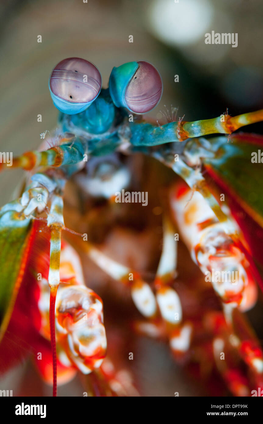 Smashing Mantis Shrimp, Odontodactylus scyllarus, Lembeh Strait, North Sulewesi, Indonesia. Stock Photo