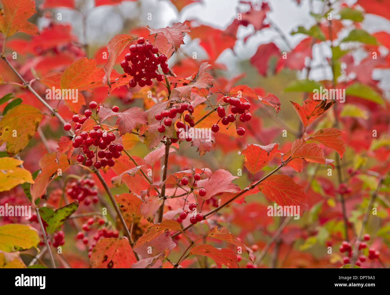 Berries and autumn foliage of Guelder Rose, Viburnum opulus, Dordogne. Stock Photo
