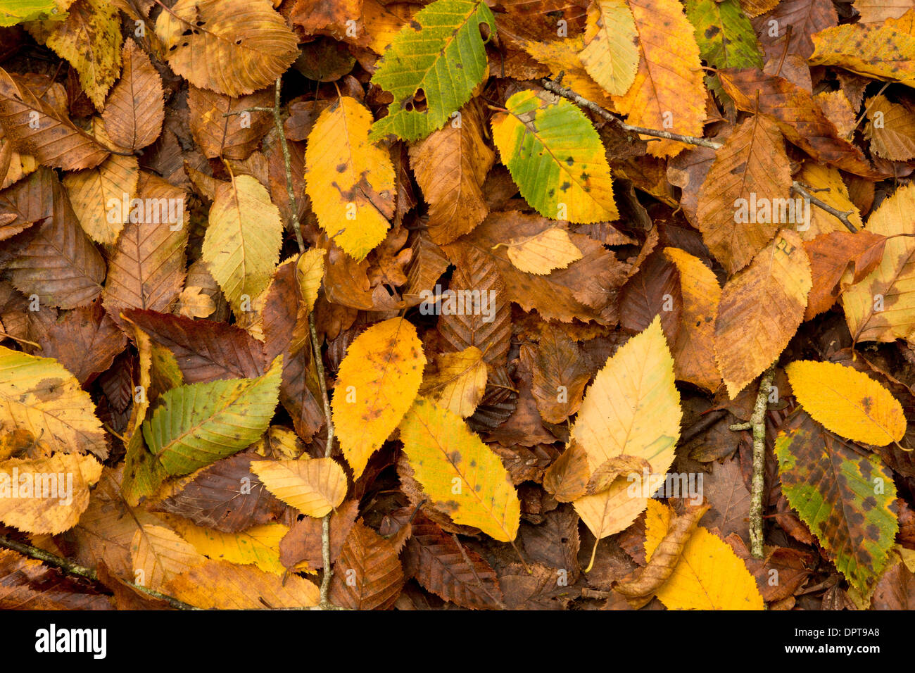 Fallen Hornbeam, Carpinus betulus, leaves in autumn. Stock Photo