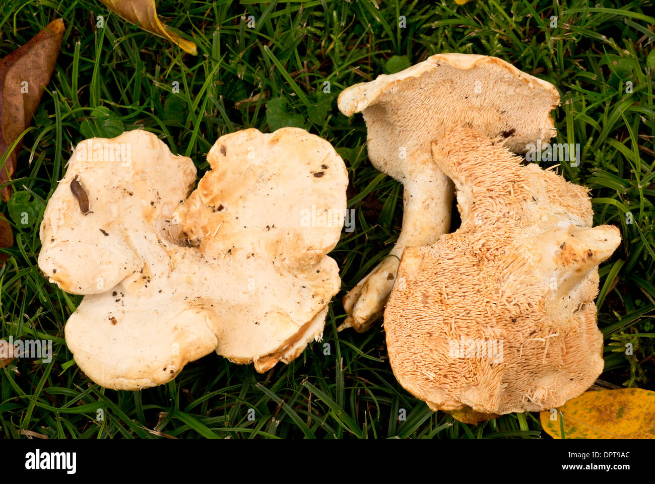 Wood hedgehog / hedgehog mushroom, Hydnum repandum - edible mushroom, collected for sale. Sold as Pied-de-Mouton. France Stock Photo