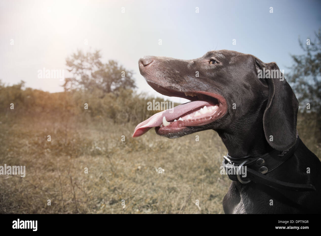 German short haired pointer outdoors Stock Photo