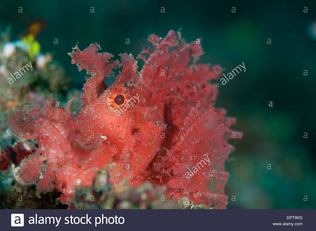 Bright red Weedy Scorpionfish, Rhinopias frondosa, Lembeh Strait, North Sulewesi, Indonesia. Stock Photo