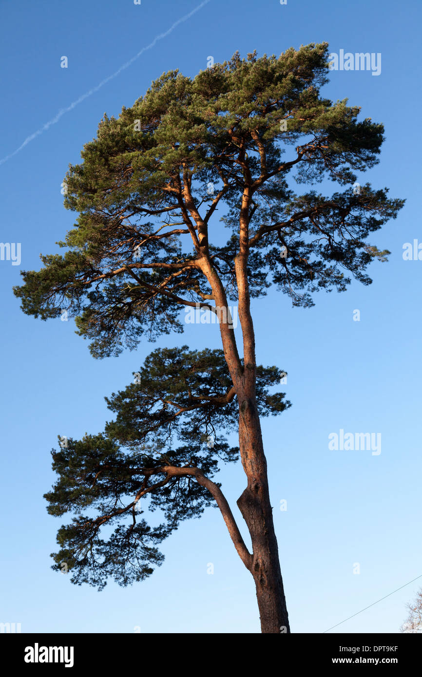 Tall Scots pine (Pinus sylvestris) tree sunlit against blue sky. Stock Photo