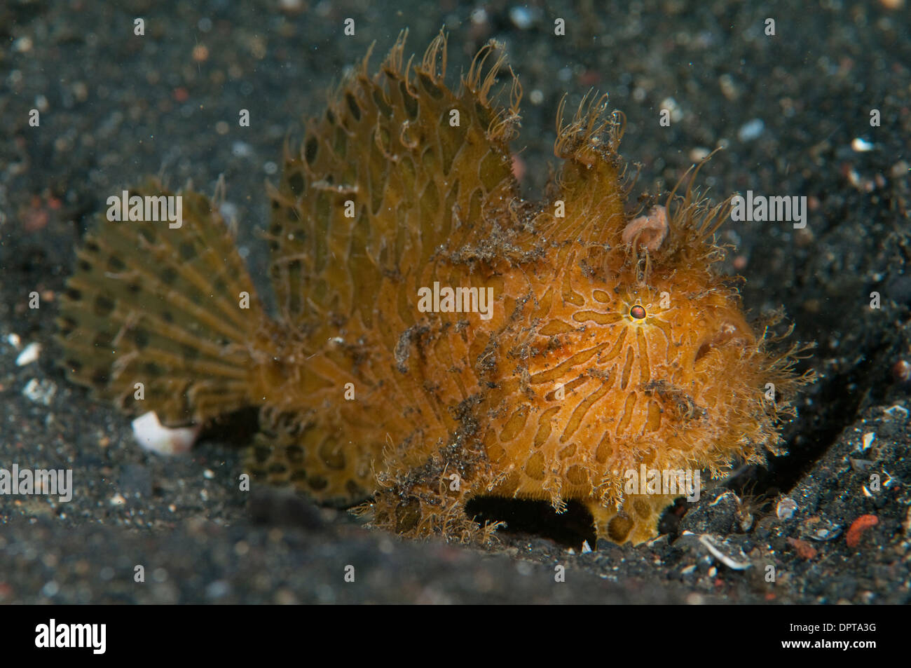 Striated or Hairy frogfish, Antennarius striatus, Lembeh Strait, North Sulewesi, Indonesia. Stock Photo
