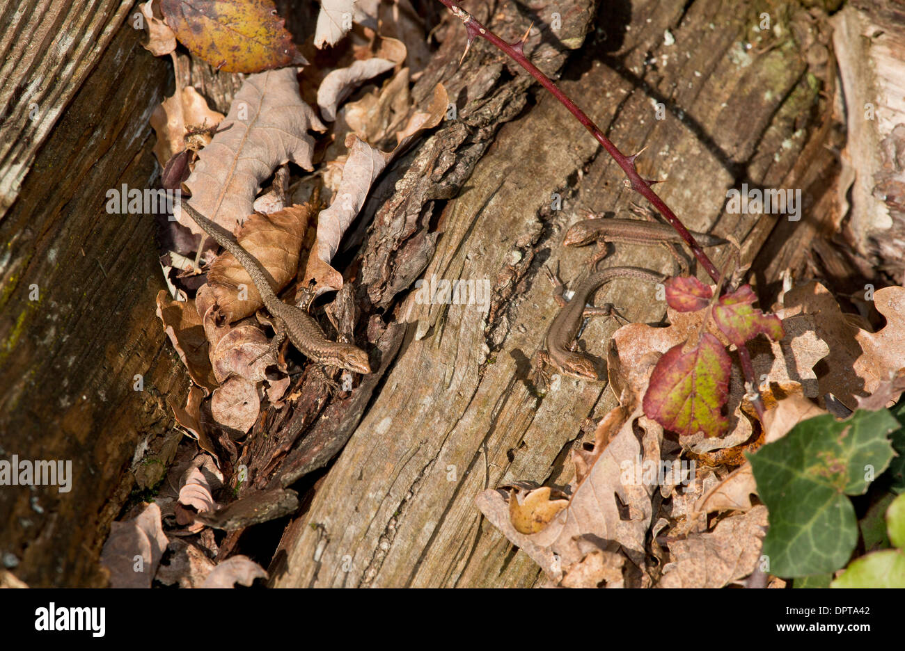 Common Wall Lizards, Podarcis muralis, basking in autumn sun. Dordogne, France. Stock Photo