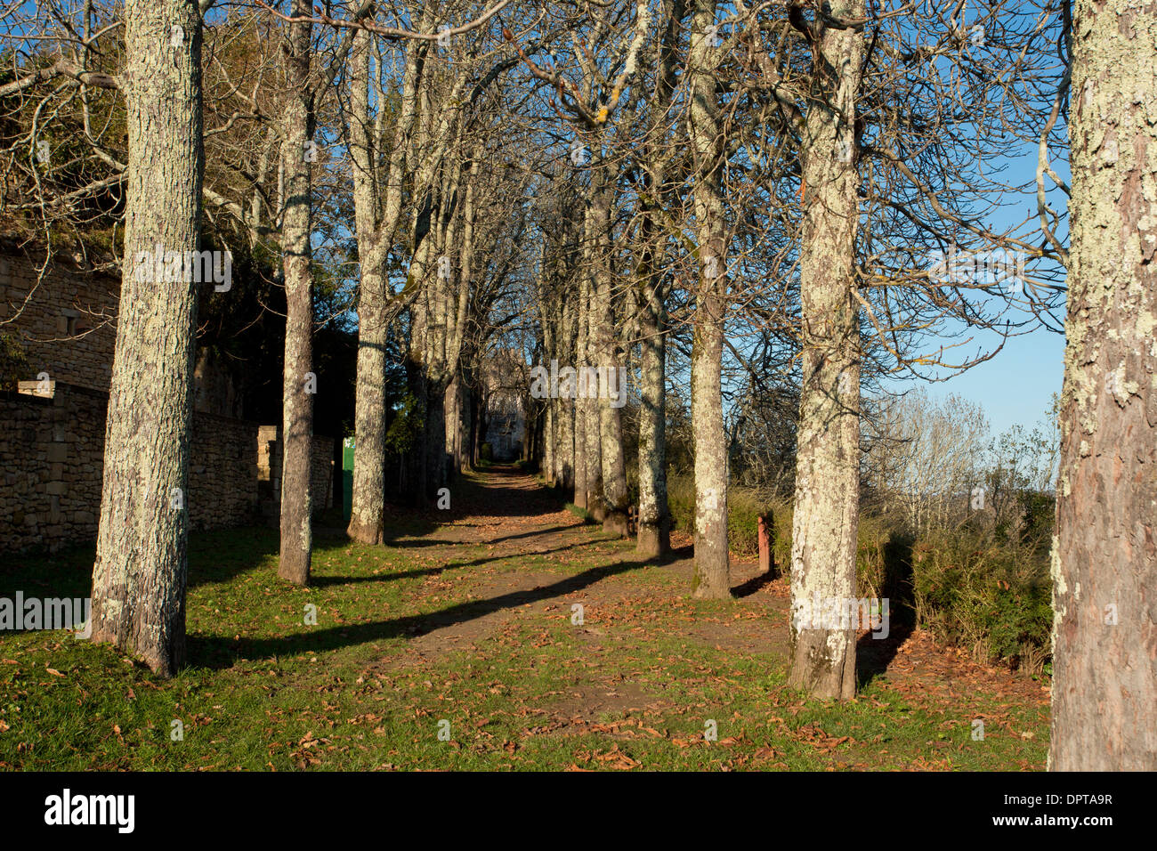 Horse chestnut avenue in the chateau gardens at Limeuil, Dordogne, France. Stock Photo