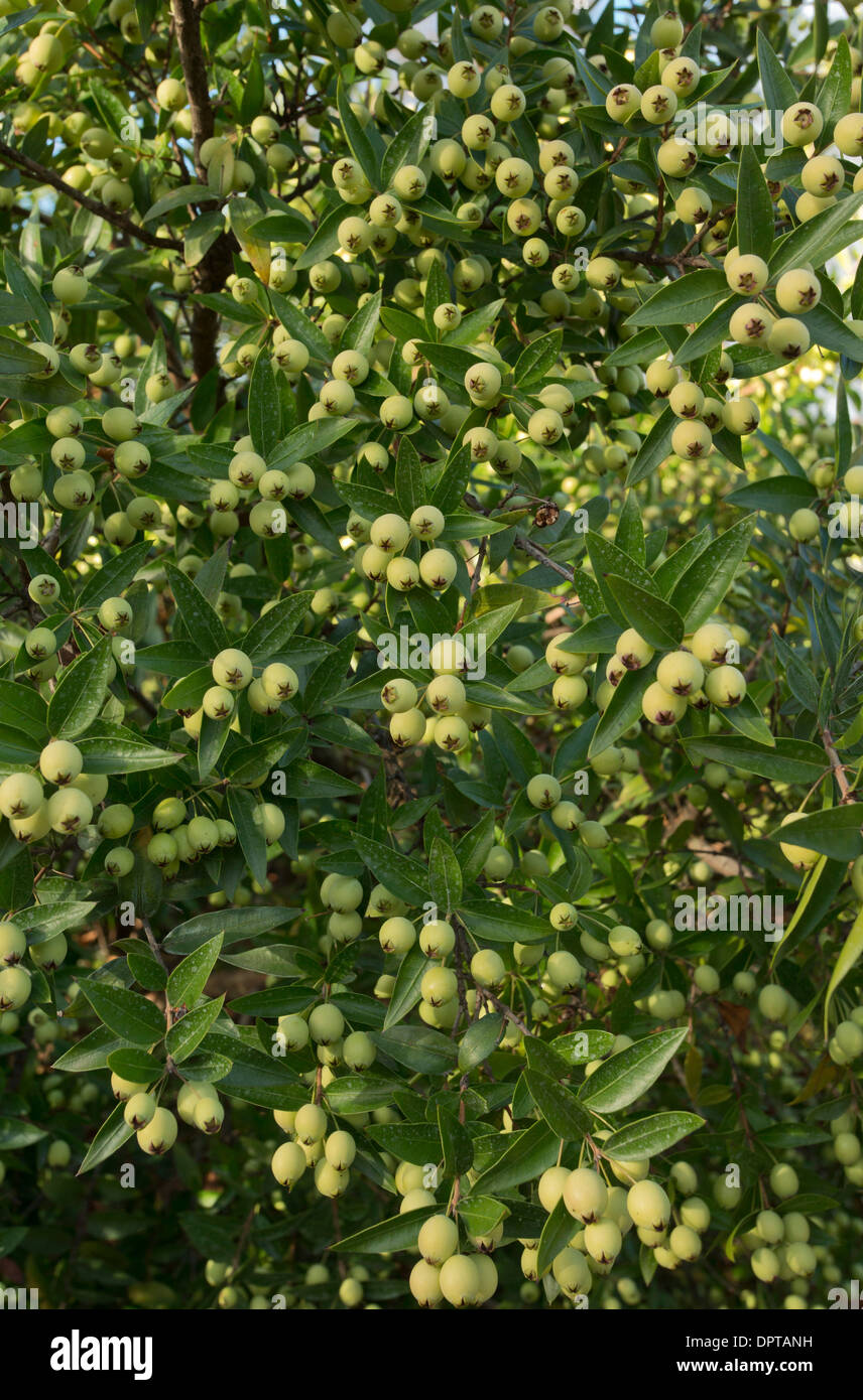 Fruits of Common Myrtle, Myrtus communis, France Stock Photo