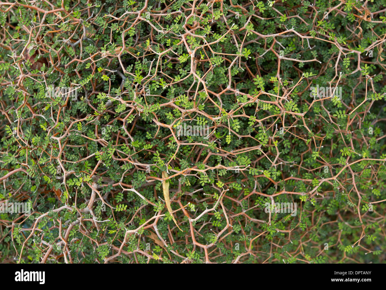 Prostrate kōwhai or dwarf kōwhai, Sophora prostrata, New Zealand. Divaricate branching, typical of shrubs browsed by birds. Stock Photo
