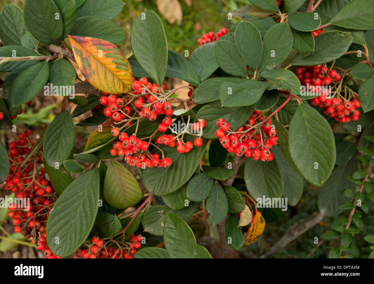 Late Cotoneaster or Evergreen Cotoneaster, Cotoneaster lacteus, in fruit; from China. Stock Photo