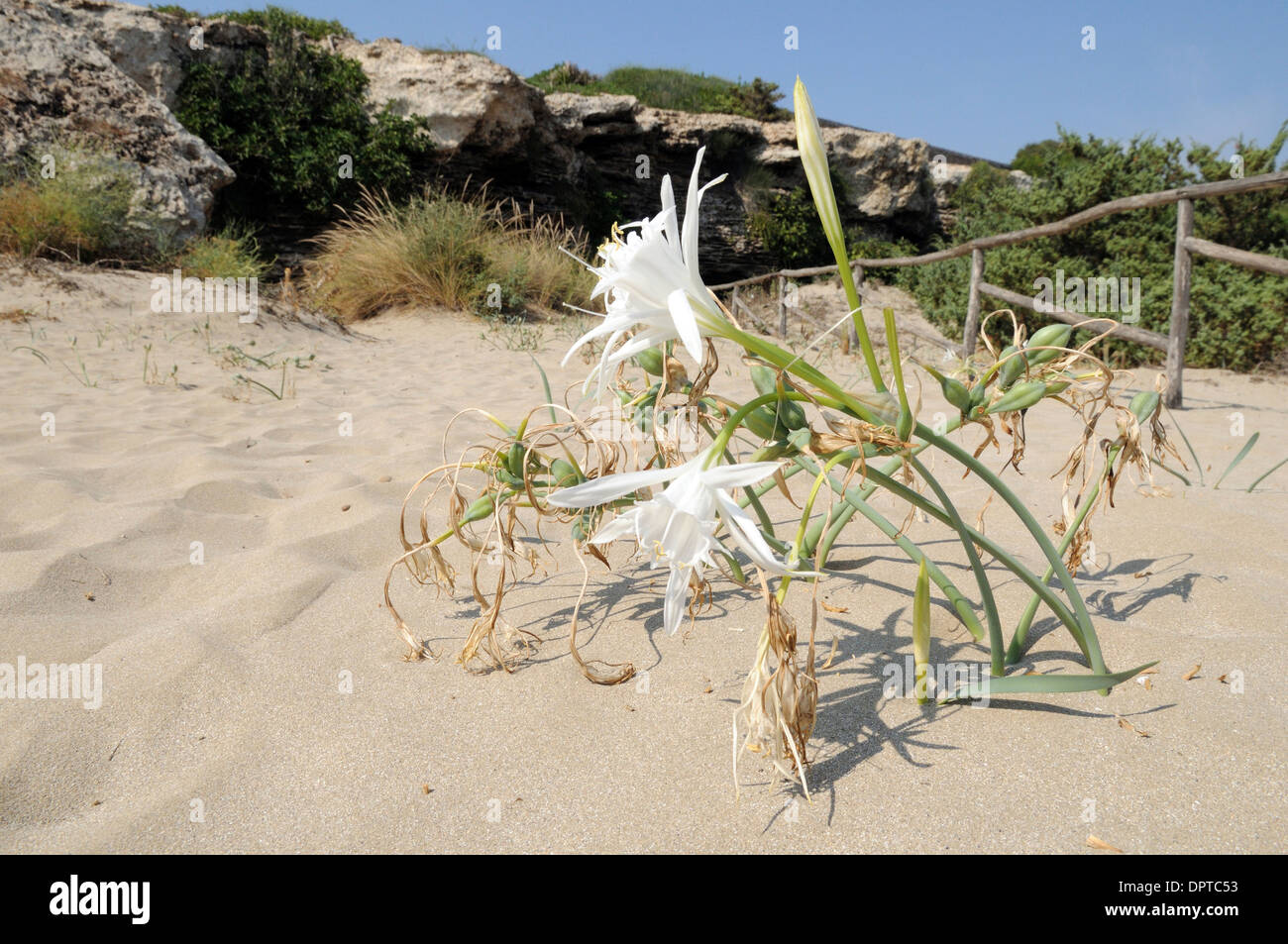 Sea Daffodil (Pancratium maritimum) in flower on the beach in the Vendicari Natural Reserve in Italy Stock Photo