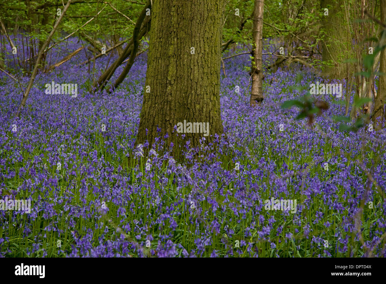 Bluebells in flower in an Oxfordshire woodland Stock Photo