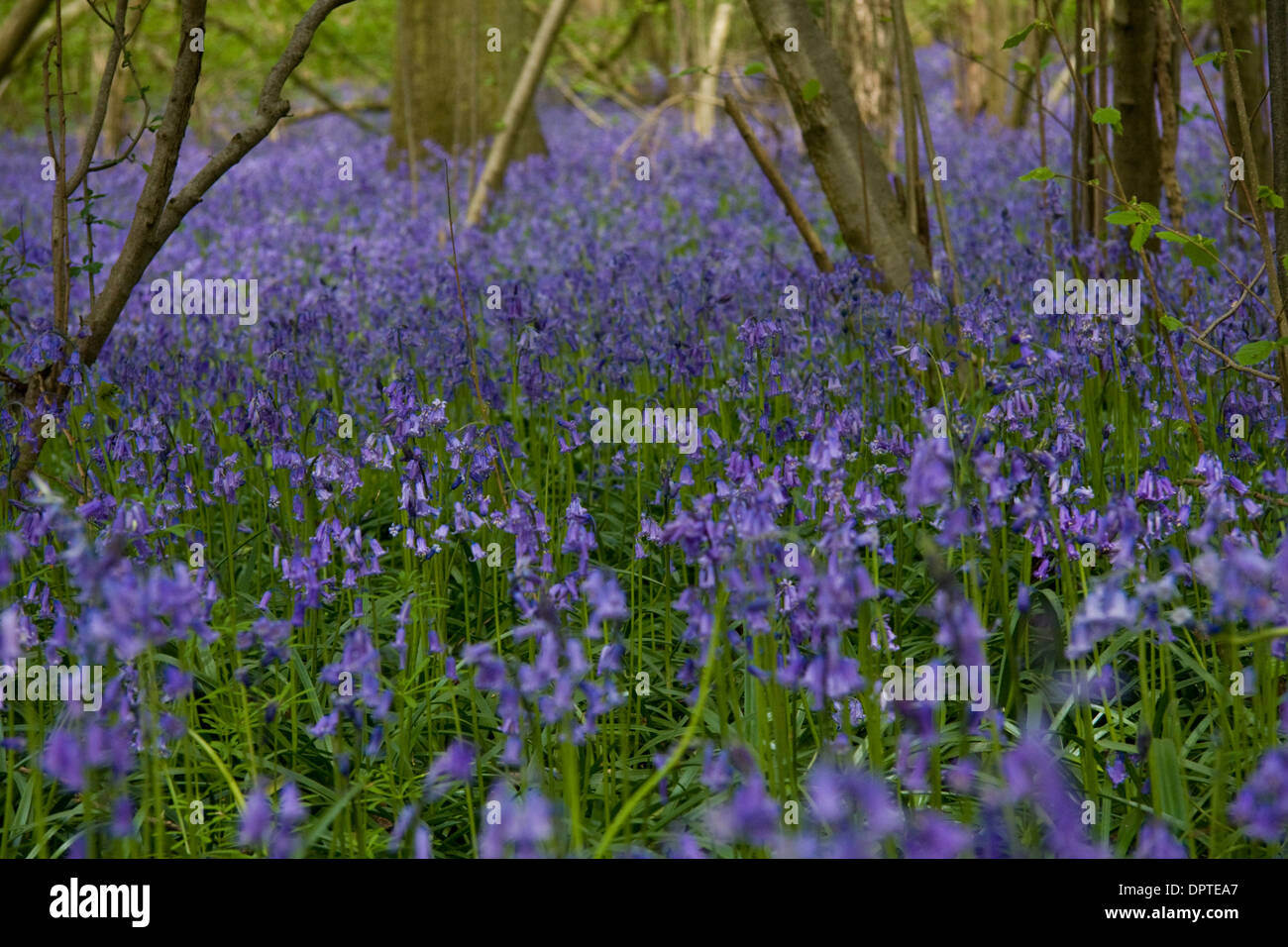 Bluebells in flower in an Oxfordshire woodland Stock Photo