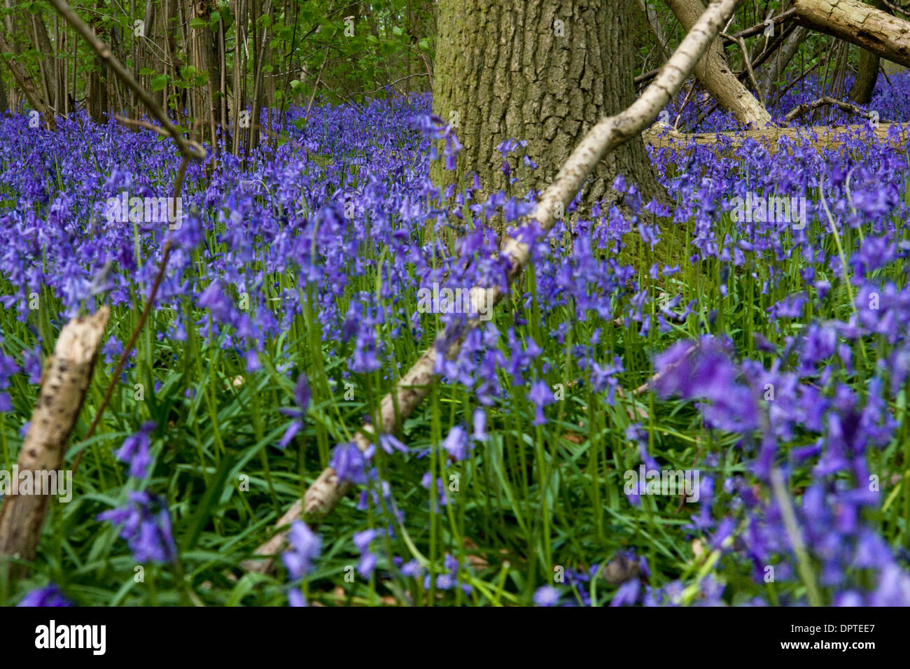 Bluebells in flower in an Oxfordshire woodland Stock Photo