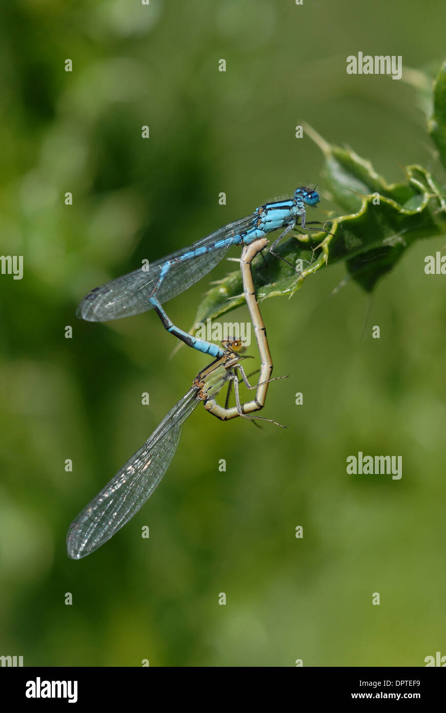 Common blue damselfly (Enallagma cyathigerum). Mating pair Stock Photo ...