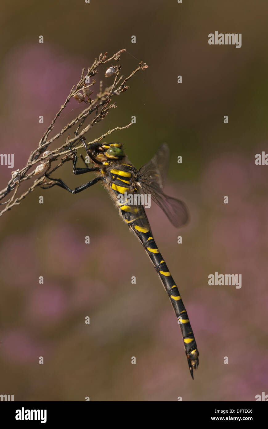 Golden-ringed dragonfly (Cordulegaster boltonii) Stock Photo