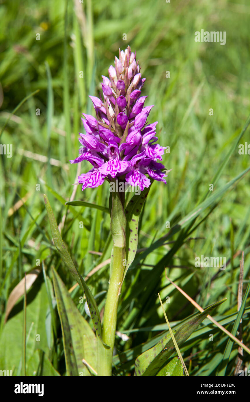 Northern Marsh orchid (Dactylorhiza purpurella Hybrid), Bowlees, Upper Teesdale, England Stock Photo