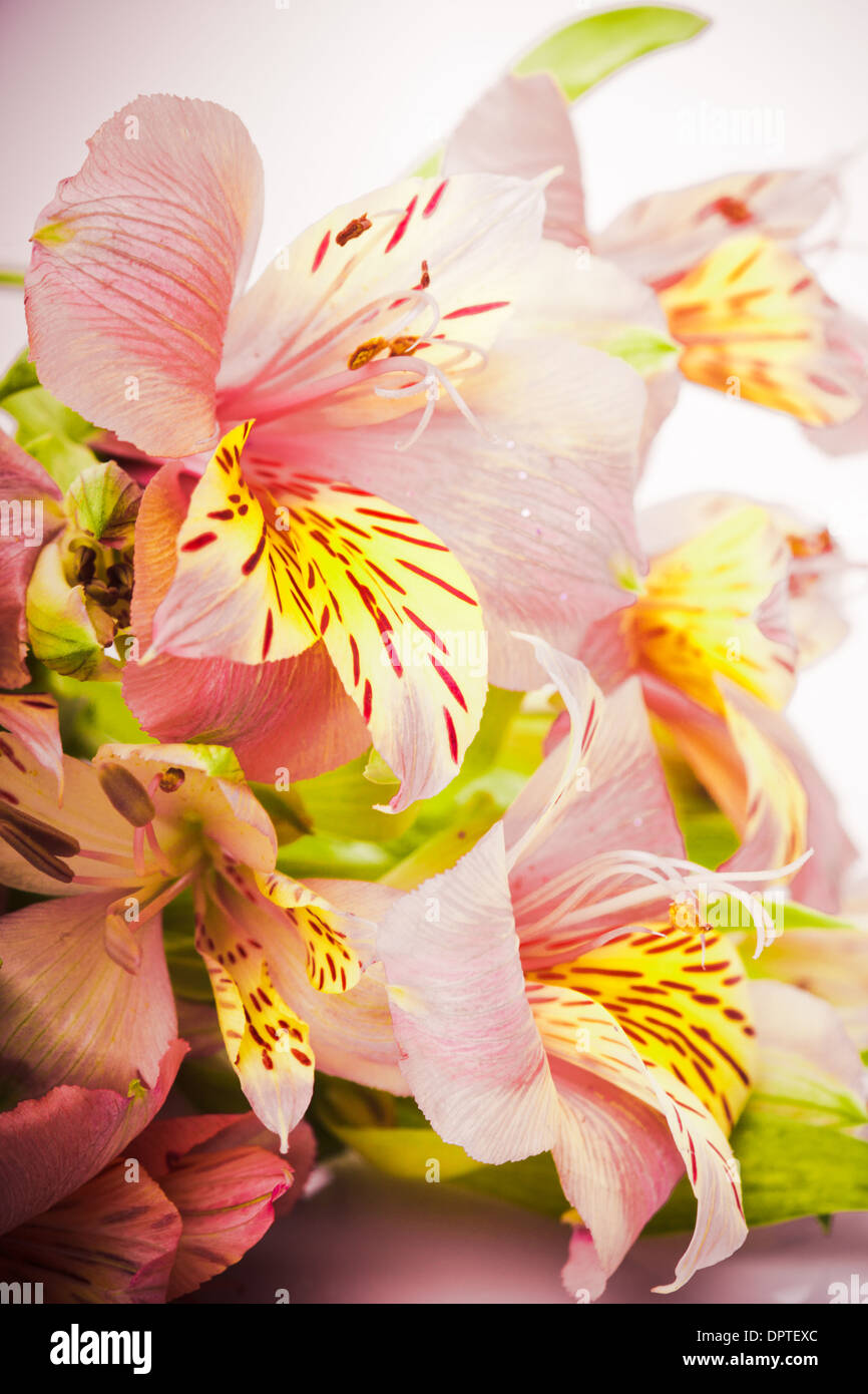 Pink alstroemeria isolated on white background Stock Photo - Alamy